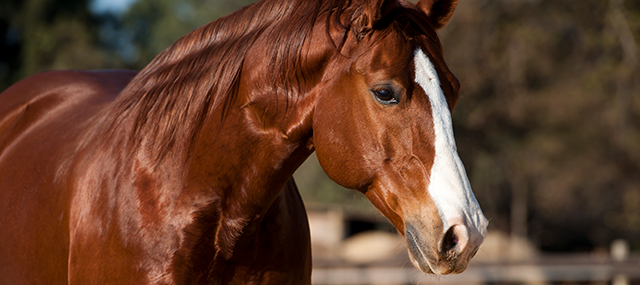 Influenza Equina: Conheça a gripe do cavalo, seus sintomas e prevenção!
